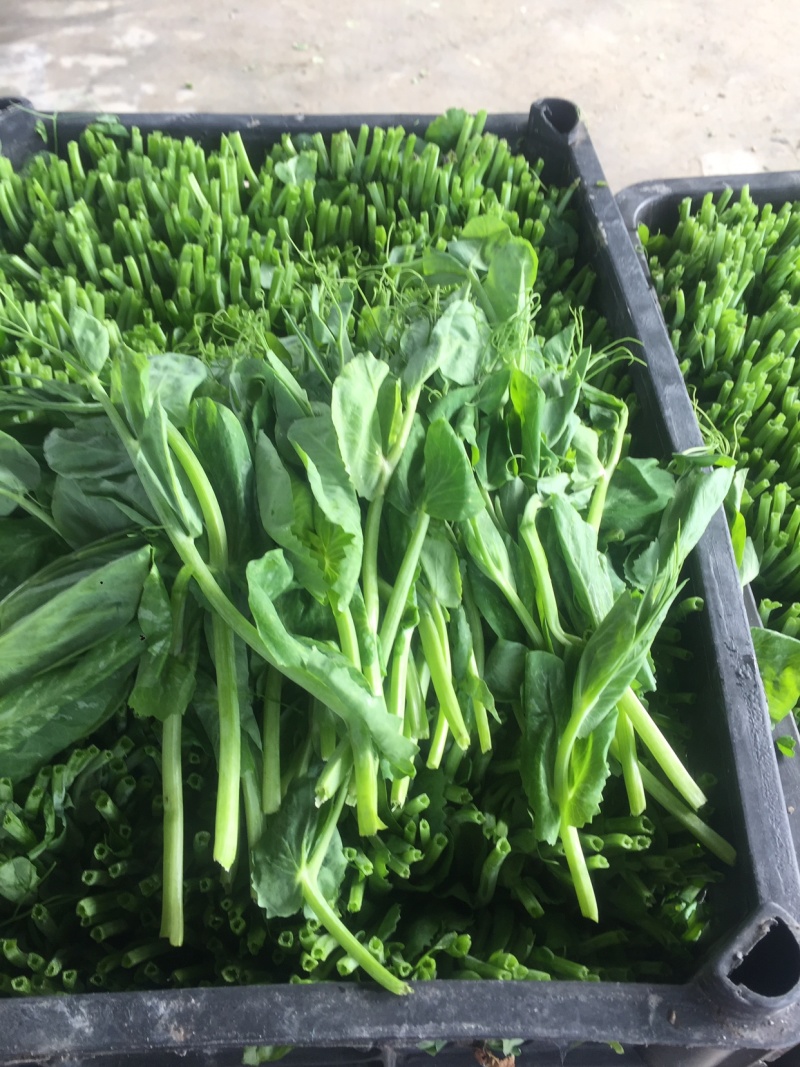 成都豌豆尖（豌豆苗）蔬香兴隆