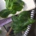 成都豌豆尖（豌豆苗）蔬香兴隆