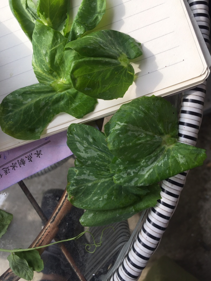 成都豌豆尖（豌豆苗）蔬香兴隆