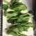 成都豌豆尖（豌豆苗）蔬香兴隆