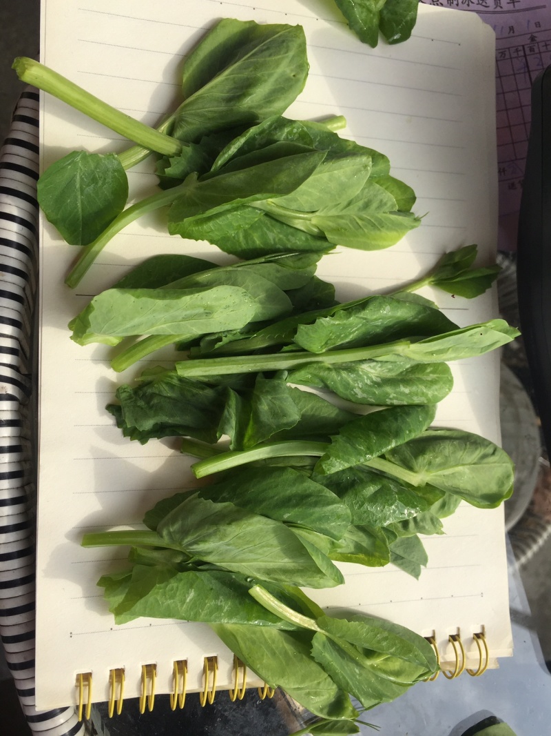 成都豌豆尖（豌豆苗）蔬香兴隆
