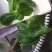 成都豌豆尖（豌豆苗）蔬香兴隆