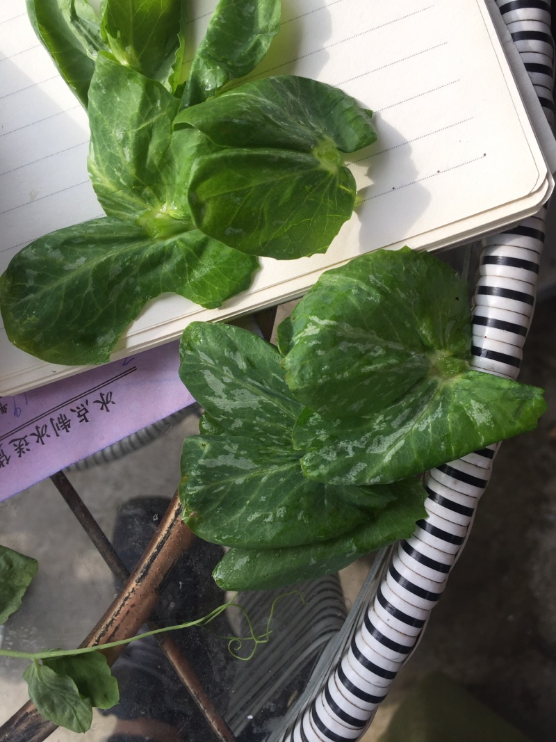 成都豌豆尖（豌豆苗）蔬香兴隆