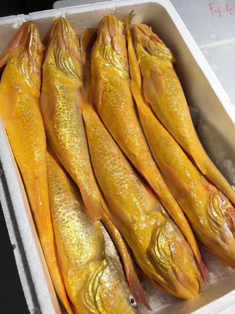 大黄花鱼