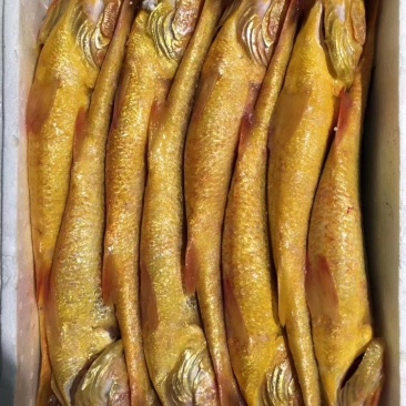 大黄花鱼
