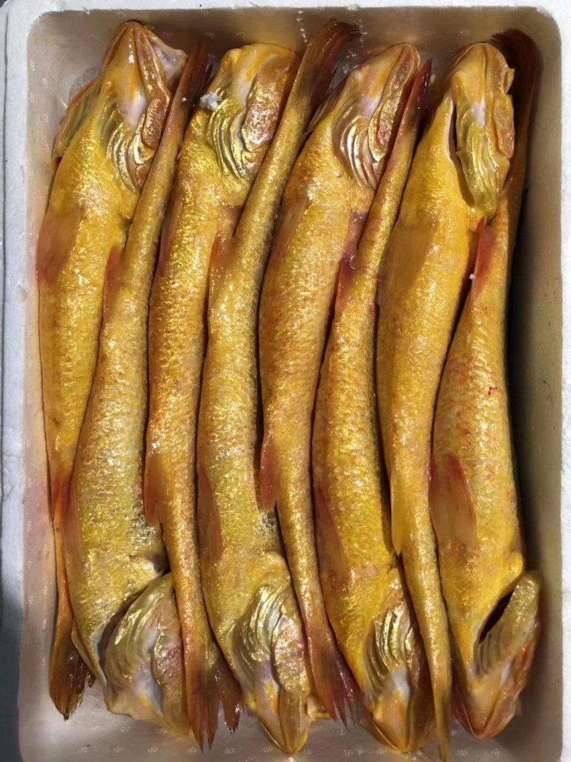 大黄花鱼
