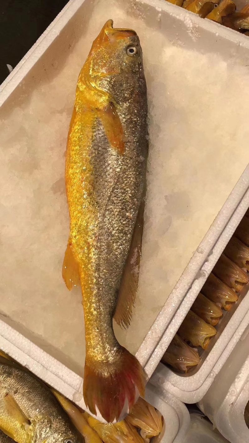 大黄花鱼