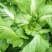 早熟儿菜大量上市