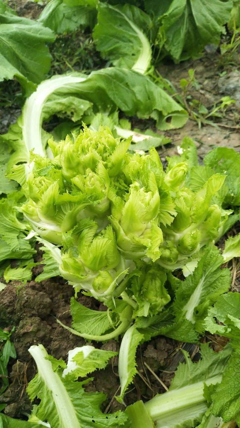 早熟儿菜大量上市