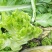 早熟儿菜大量上市