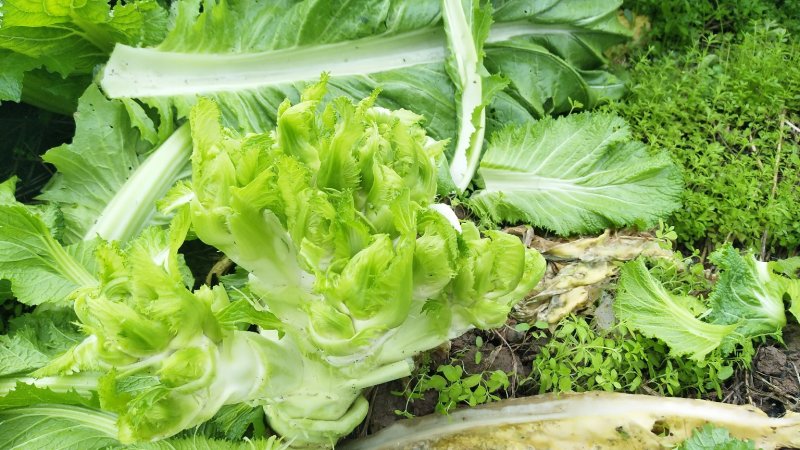 早熟儿菜大量上市