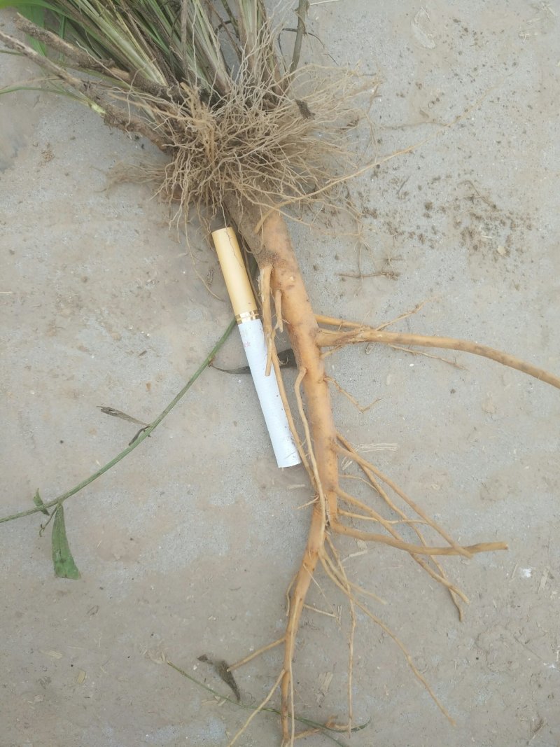 柴胡出售，自家种植的柴胡出售，又粗又长，