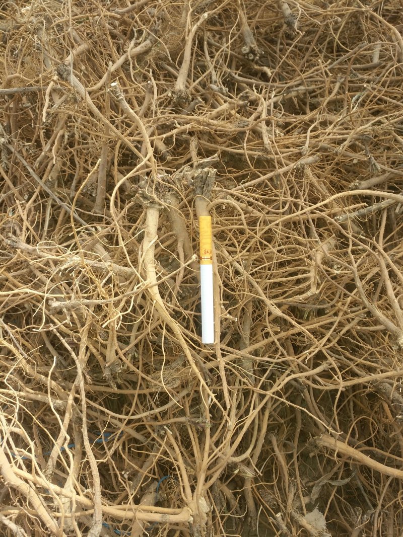 柴胡出售，自家种植的柴胡出售，又粗又长，