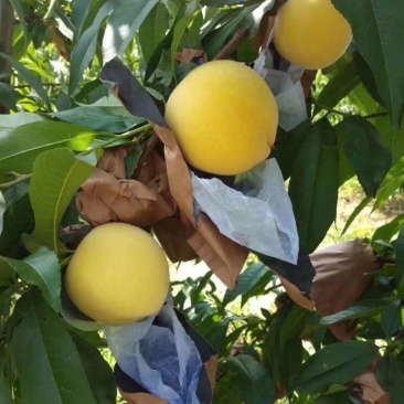 金冠8-18果实近圆形，果顶平，微凹，茸毛少，硬溶质，