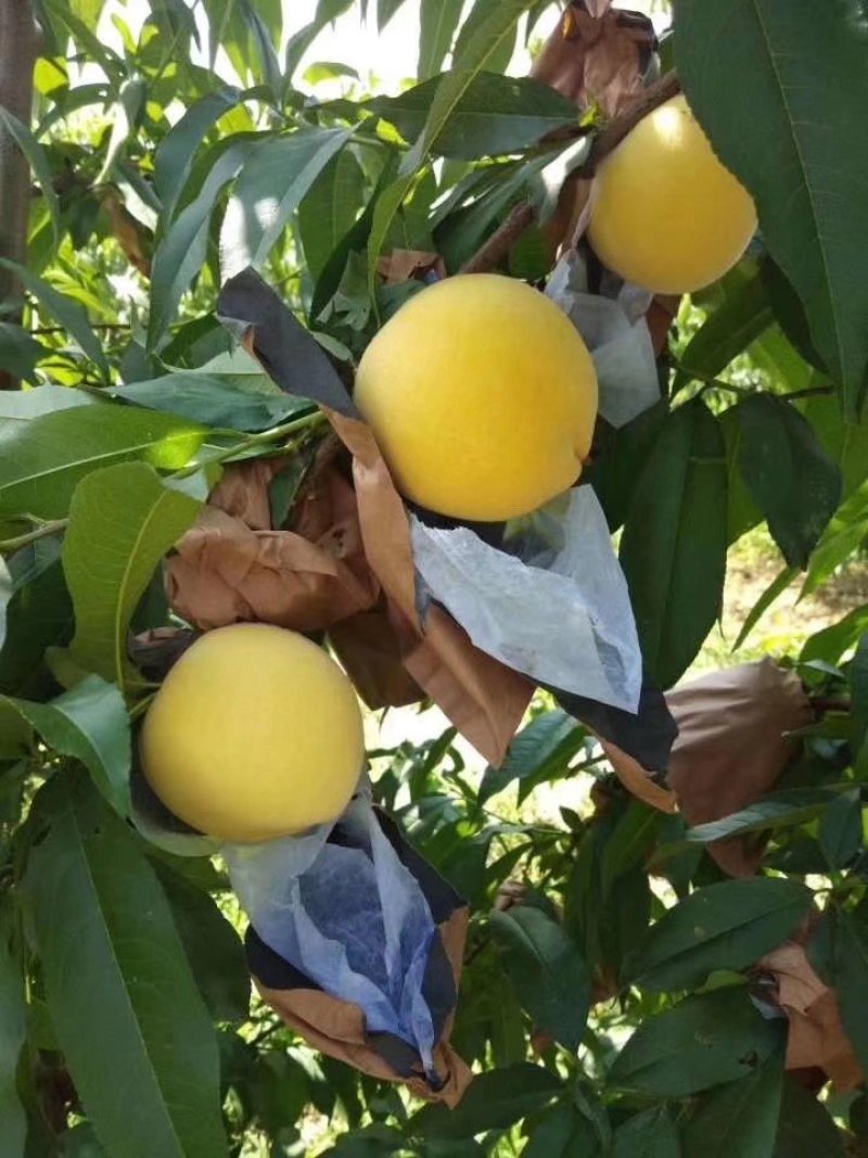 金冠8-18果实近圆形，果顶平，微凹，茸毛少，硬溶质，