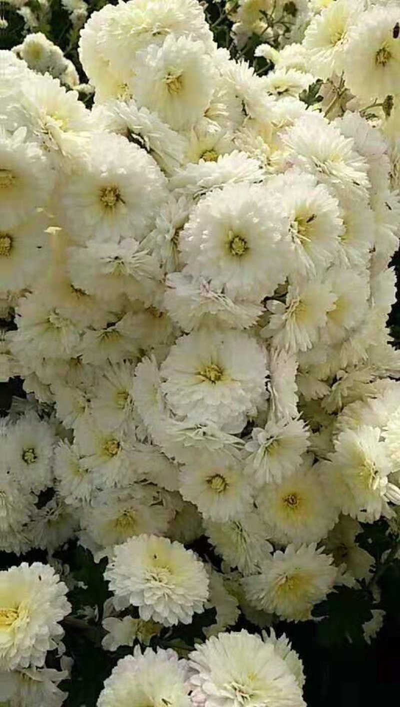 河南焦作怀菊花大量供应