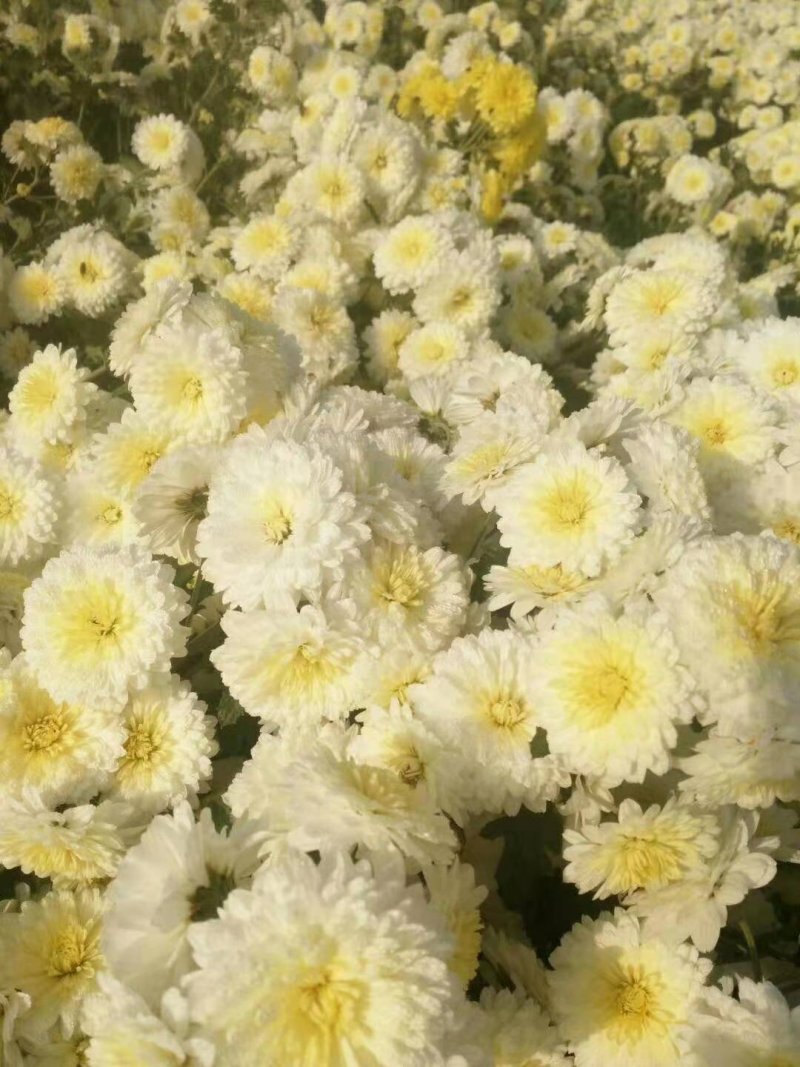 河南焦作怀菊花大量供应