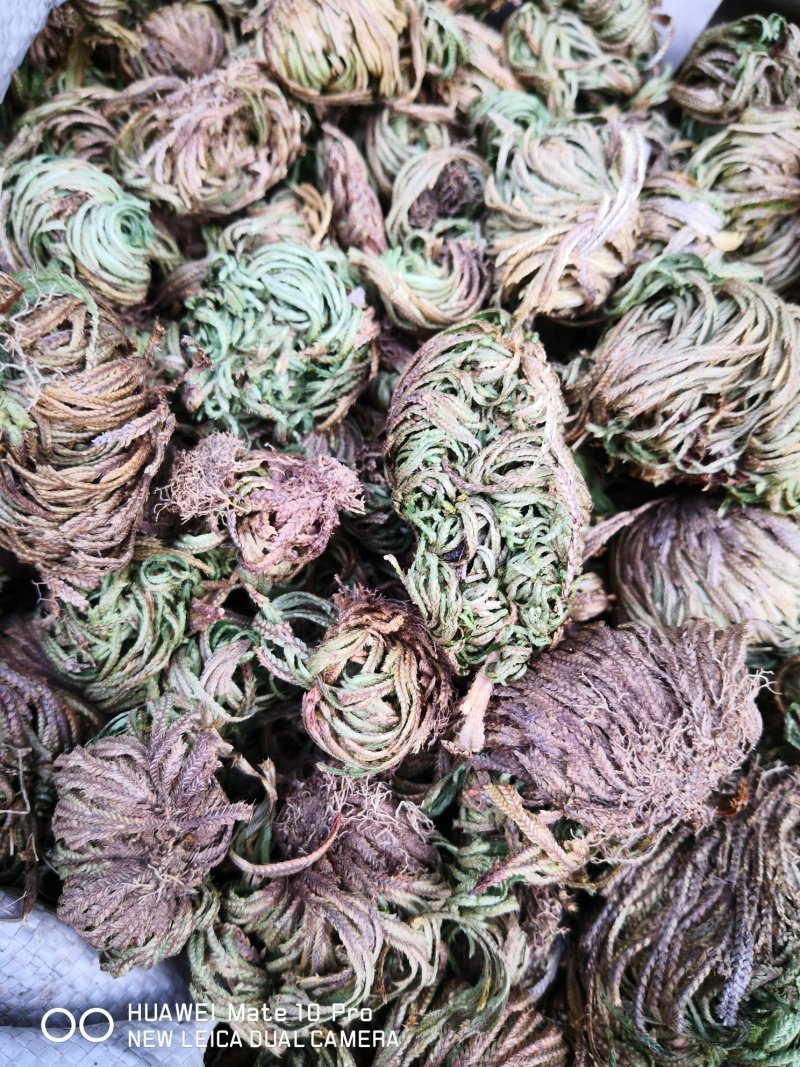 卷柏纯自然生长选货量大从优欢迎选购