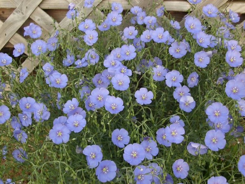 蓝花亚麻种子盆栽垂吊植物庭院花园阳台花卉种子春播草花种子