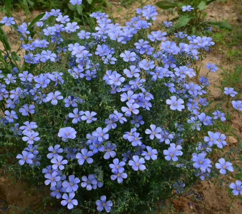 蓝花亚麻种子盆栽垂吊植物庭院花园阳台花卉种子春播草花种子