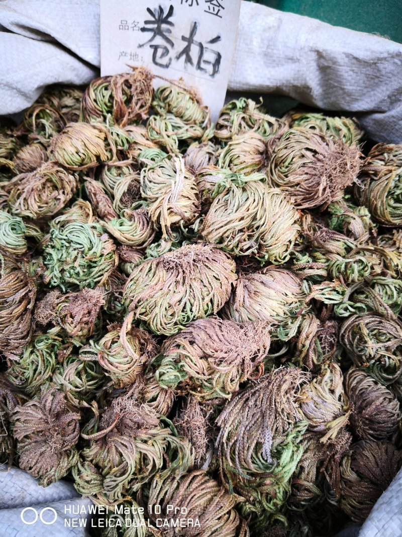 卷柏纯自然生长选货量大从优欢迎选购