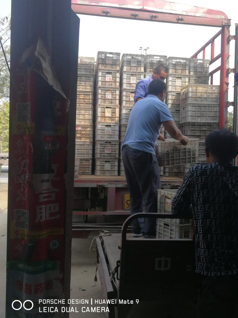 晚秋黄梨