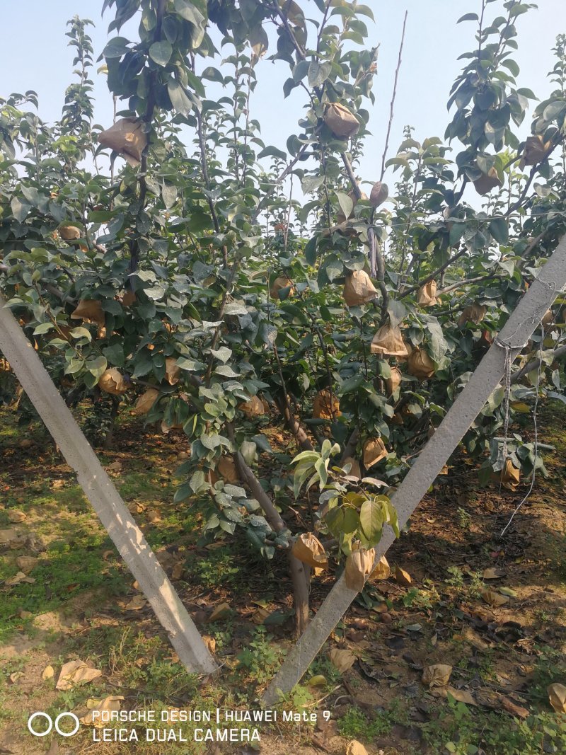 晚秋黄梨