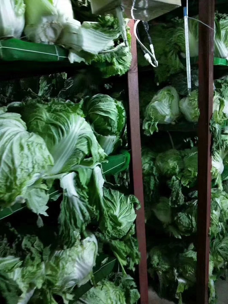 冷库大白菜，东京白菜，868白菜，新乡小包，质量好，代发