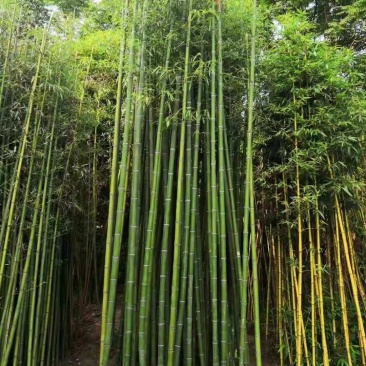 四季常青大量有货基地直发现货