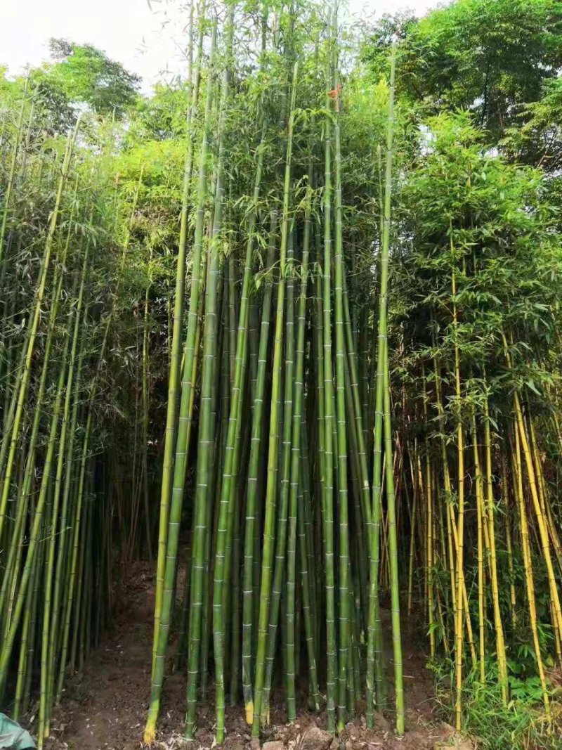 四季常青大量有货基地直发现货