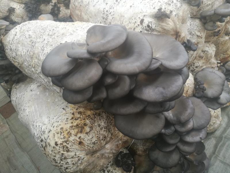基地直供精品灰平菇黑蘑菇