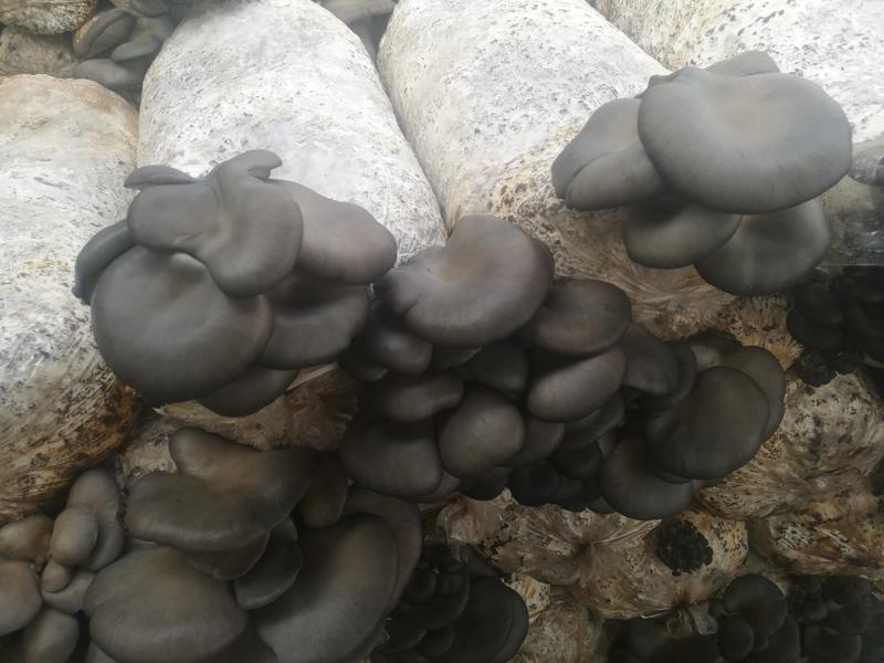 基地直供精品灰平菇黑蘑菇
