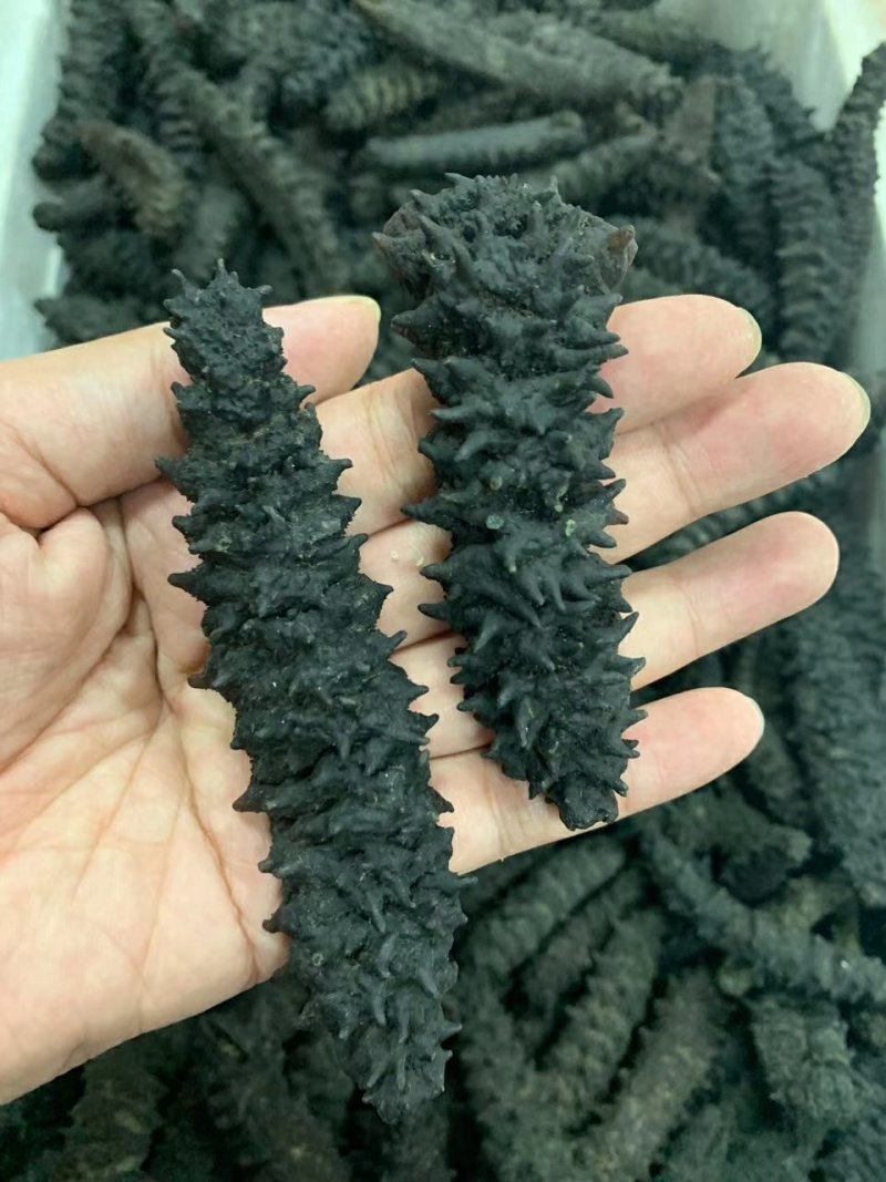【包邮批发价】海参一手货源500g