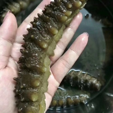 【包邮批发价】海参一手货源500g