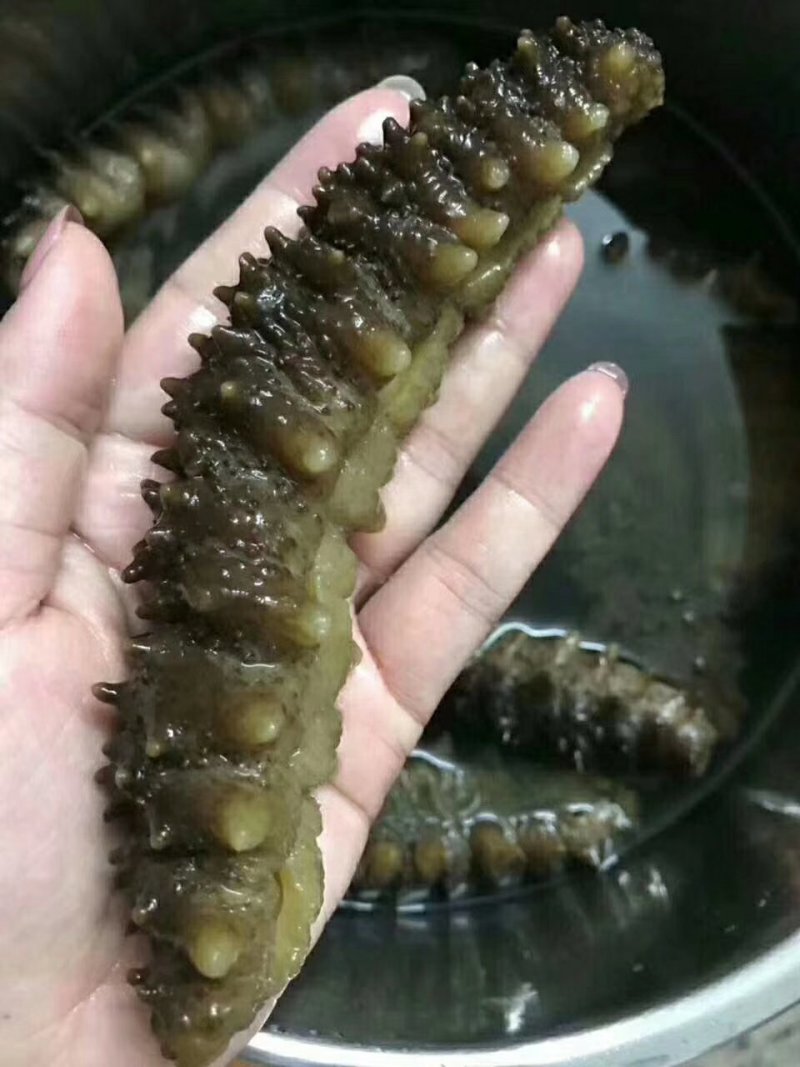 【包邮批发价】海参一手货源500g
