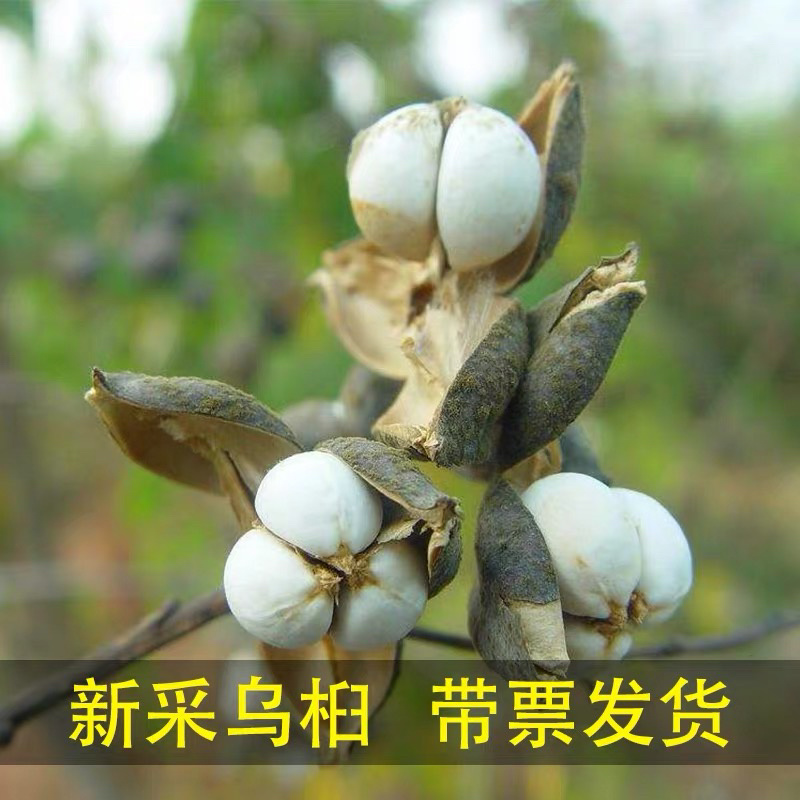 乌桕种子彩色树绿化苗木树种子木子种子红叶树种子