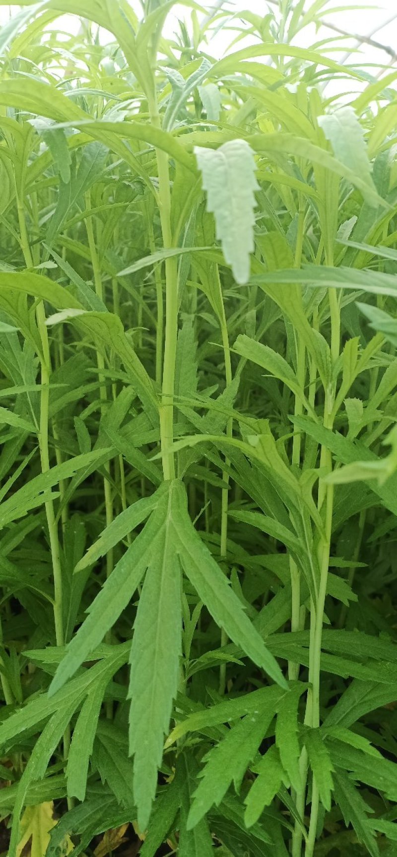 【黎蒿】芦蒿，诚信经营，质优价廉！欢迎全国采购商咨询！