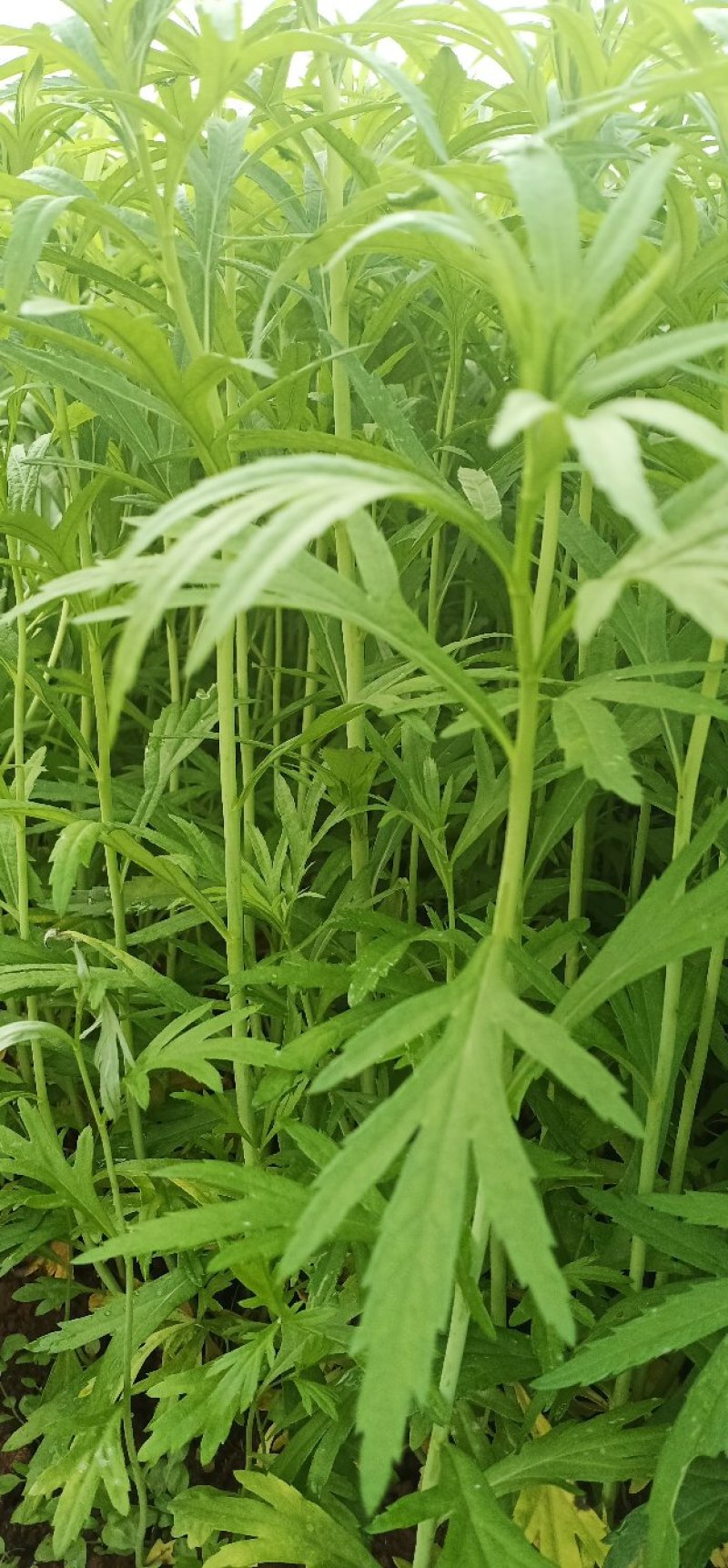 【黎蒿】芦蒿，诚信经营，质优价廉！欢迎全国采购商咨询！