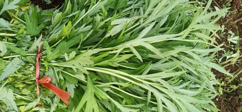 【黎蒿】芦蒿，诚信经营，质优价廉！欢迎全国采购商咨询！