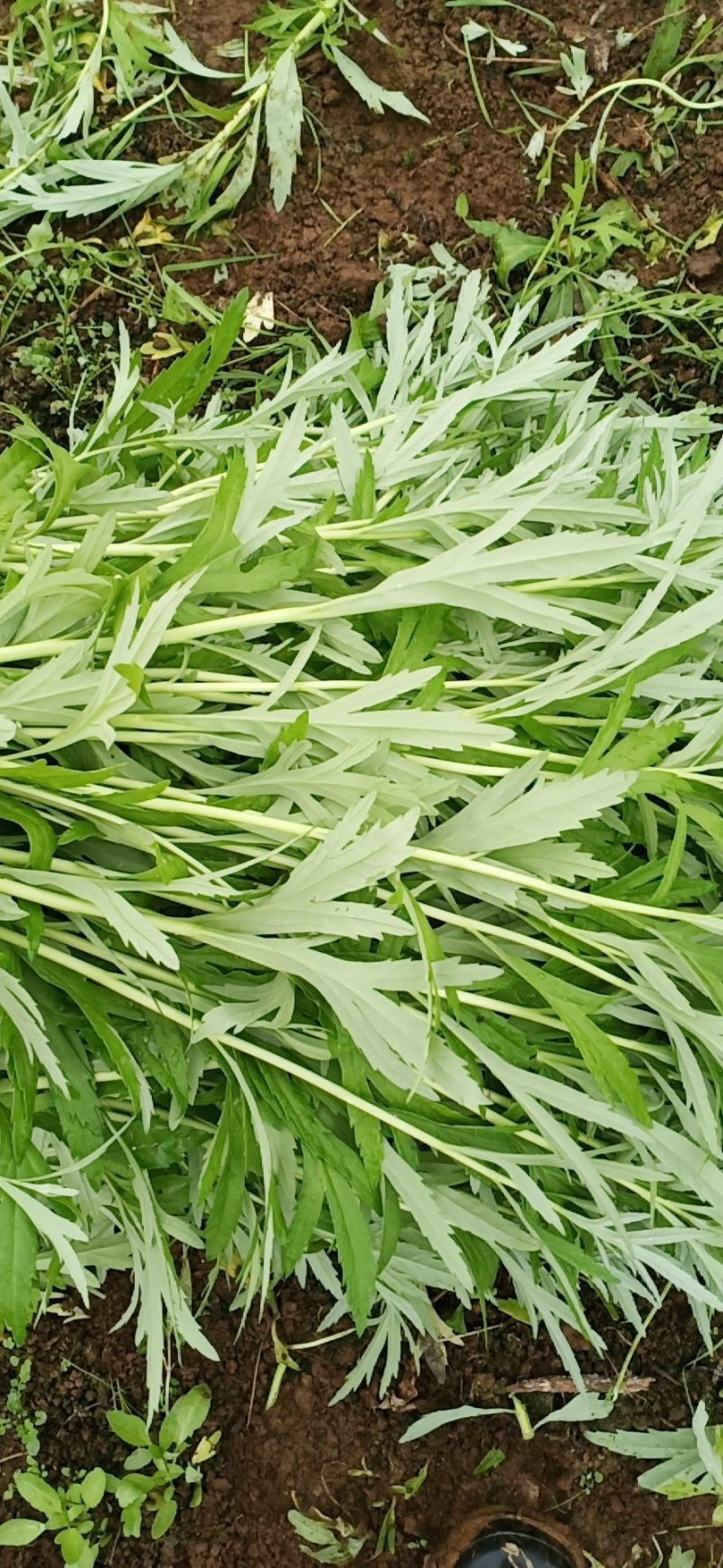 【黎蒿】芦蒿，诚信经营，质优价廉！欢迎全国采购商咨询！