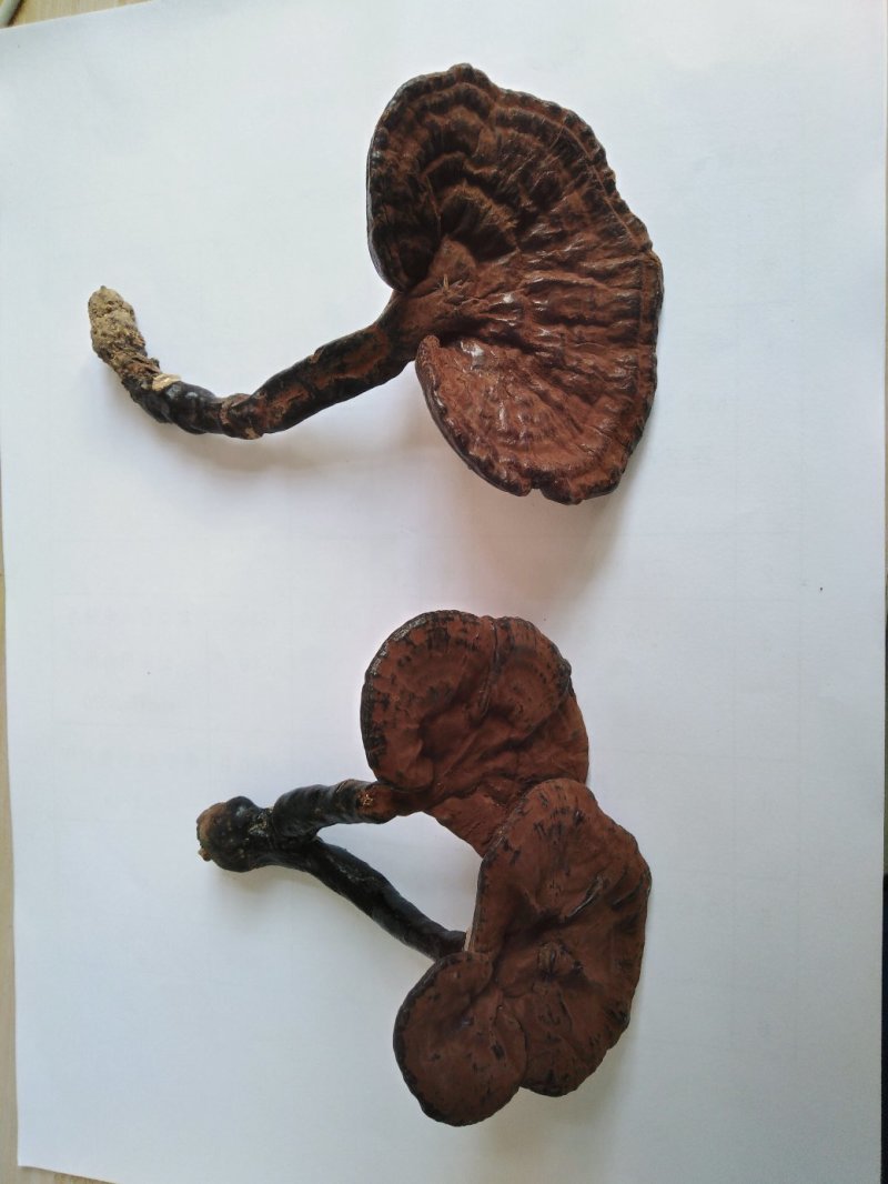 【热卖】灵芝纯野生灵芝紫灵芝3～8公分山中采摘灵芝包邮