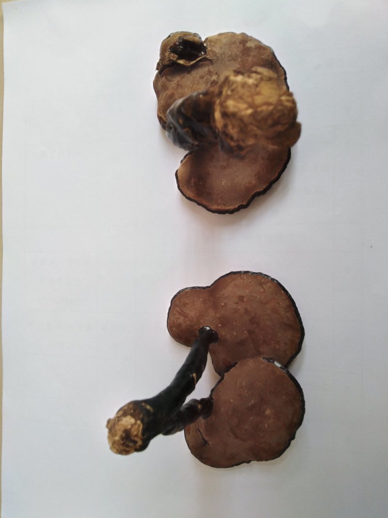 【热卖】灵芝纯野生灵芝紫灵芝3～8公分山中采摘灵芝包邮