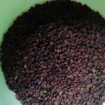 皂角种子