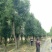 四川成都移植香樟树，实生苗米径5-50cm