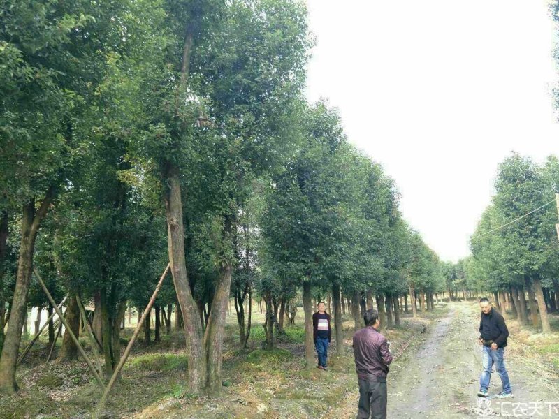 四川成都移植香樟树，实生苗米径5-50cm