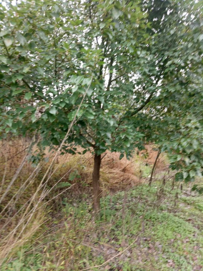 四川成都移植香樟树，实生苗米径5-50cm