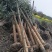 四川成都移植香樟树，实生苗米径5-50cm