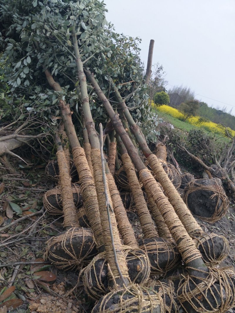四川成都移植香樟树，实生苗米径5-50cm