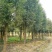 四川成都移植香樟树，实生苗米径5-50cm