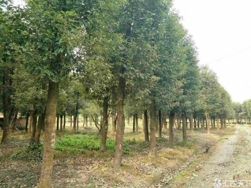 四川成都移植香樟树，实生苗米径5-50cm